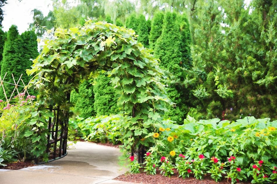 Pergola - arbor, trellis, ivy