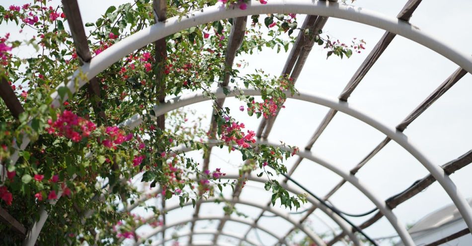 Pergola - Blooming Bougainvillea Flowers Climbing on Top of Pergola Arch